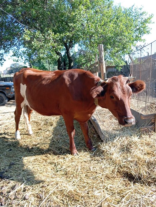 Продам теличку тільну