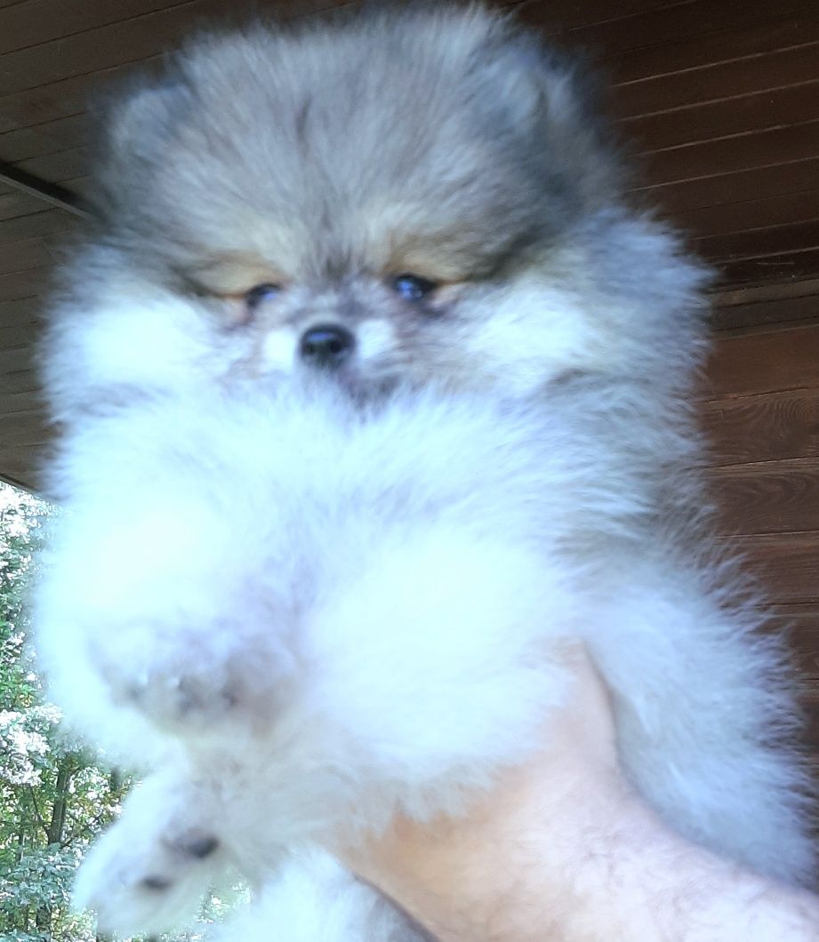 Miś xs szpic miniaturowy pomeranian