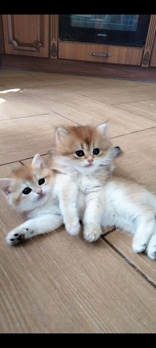 Британские золотые мальчики. Купить в Киеве в украине.Питомник.