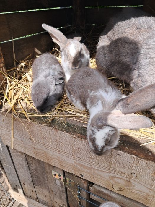 Krolik baran francuski