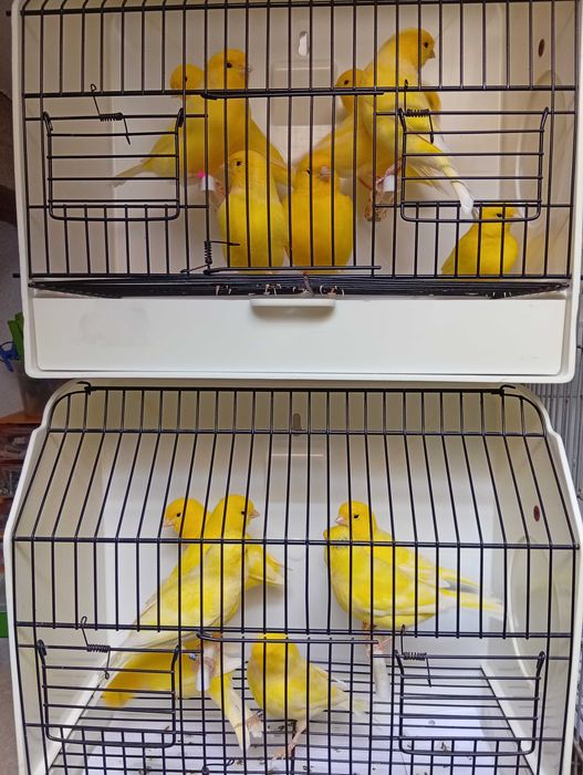 Canários Liliana amadora