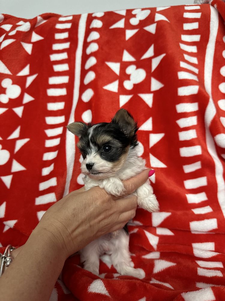 York Biewer Terrier samiec