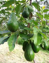 Fruta Pêra abacate