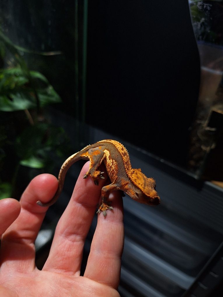 Gekon orzesiony gekony jaszczurka terrarium