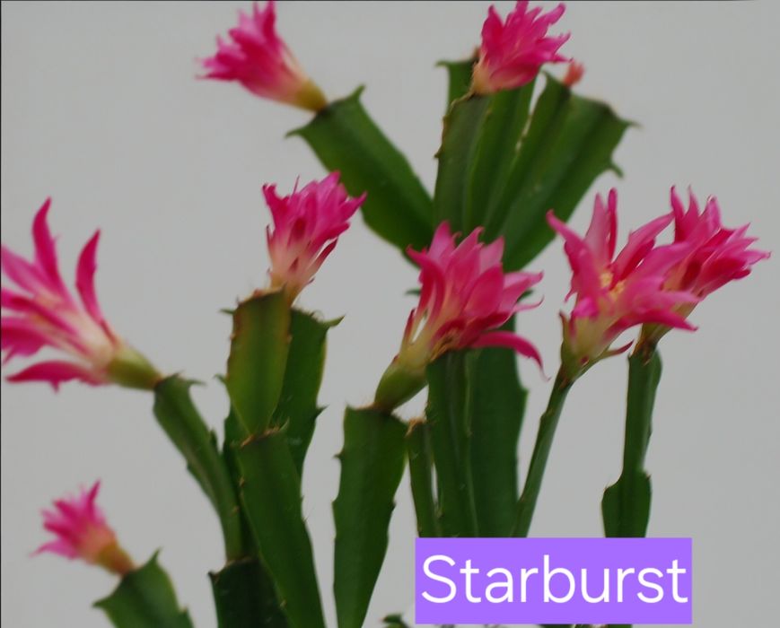 Шлюмбергера укорененные