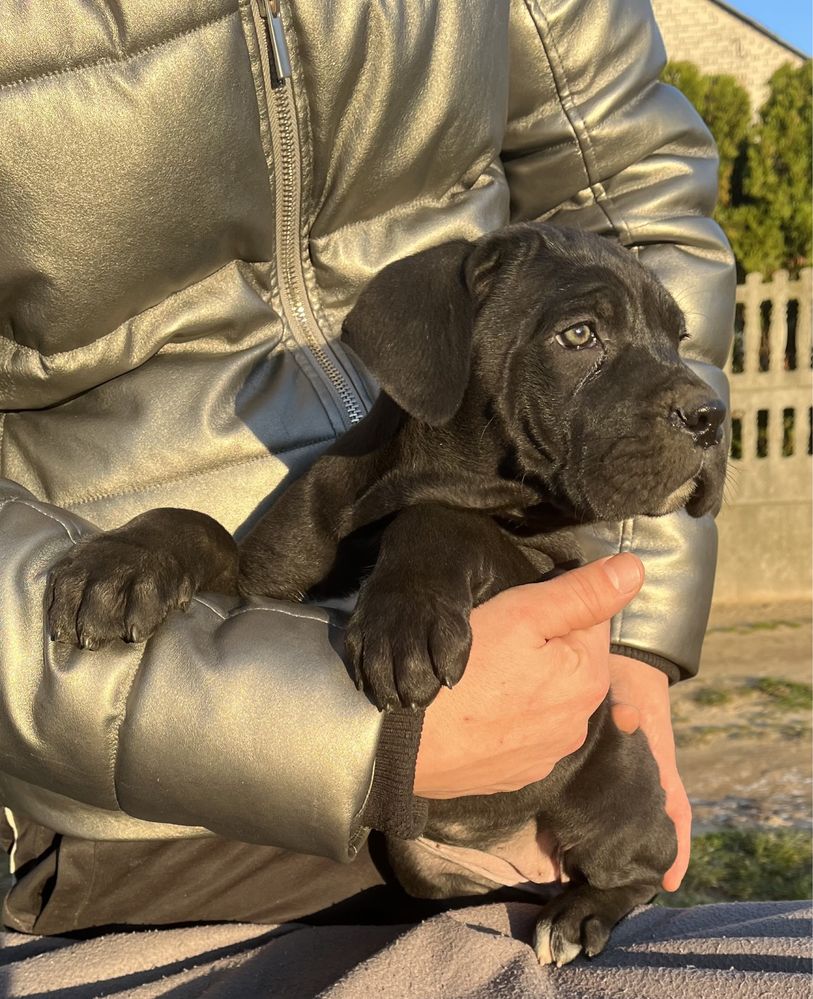 Cane Corso suczka