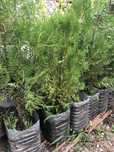 Cedros camacyparis oriental altura 50 centimetros
