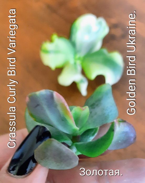 АКЦИЯ! Редкие, вариегатные крассулы толстянки денежные деревья, суккул