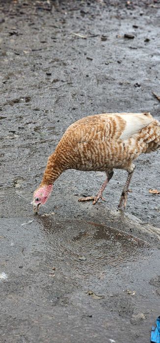 Indyki i indyczki tegoroczne.