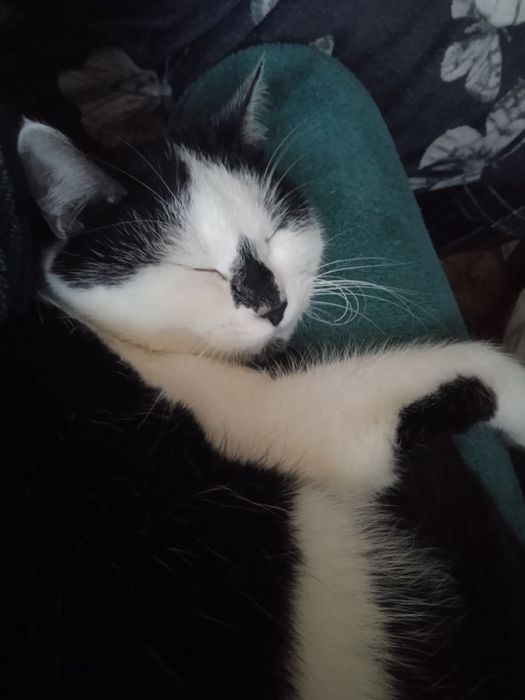 Котики в добрые руки