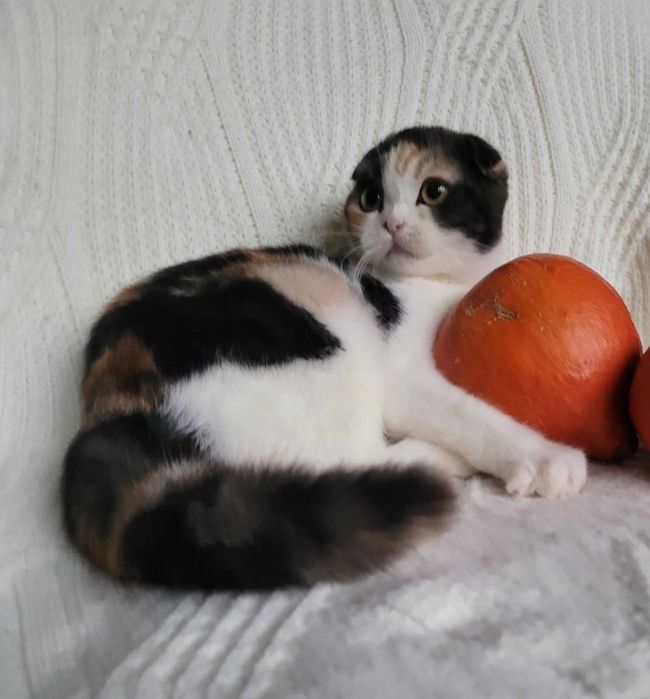 Scottish Straight calico грайлива та мила дівченка з Києва