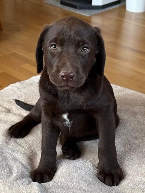 Labrador retriever