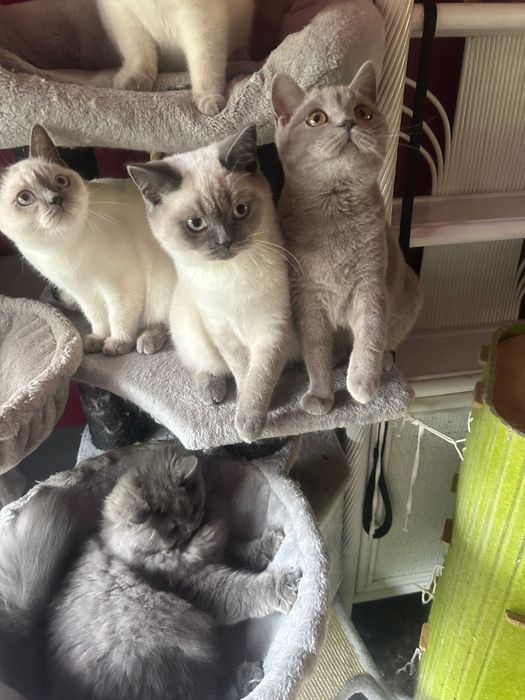 Kot brytyjski z domowej hodowli