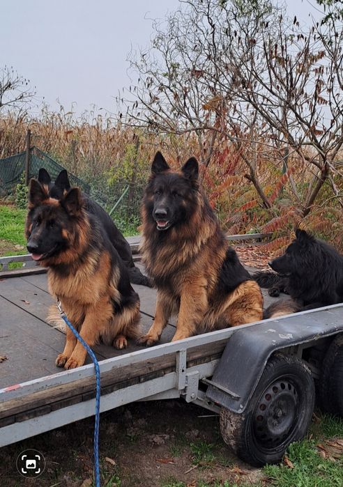 Owczarek Niemiecki Suczka