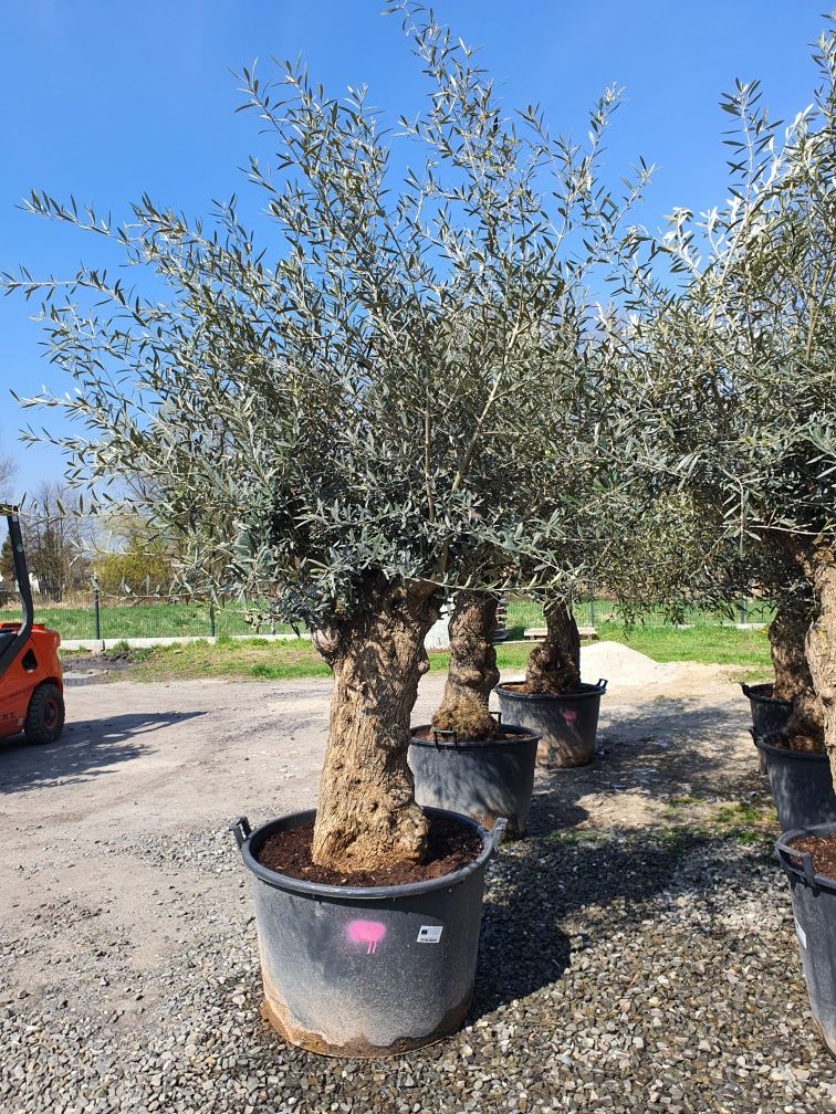 Olea  Europaea oliwka europejska bonsai wysokość 100-120 taras ogród