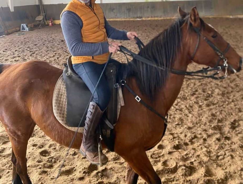 Cavalo montado e engatado 11 anos com livro