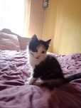 котята  безкоштовно