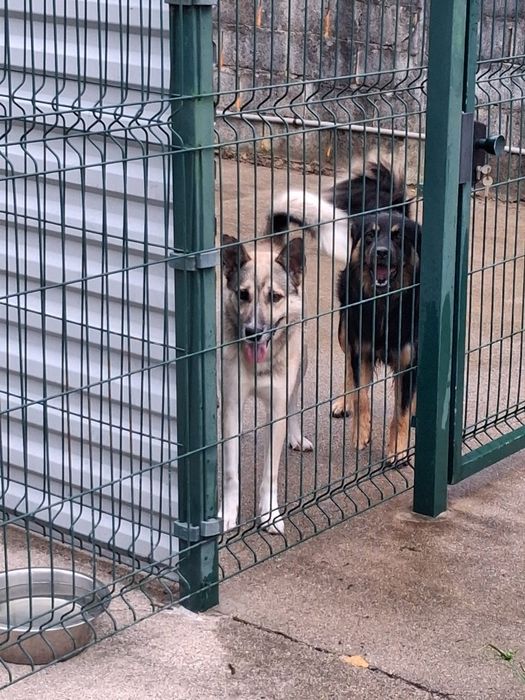 Dois meninos para adoção responsável