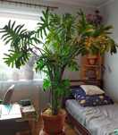 Filodendron duży  - Września