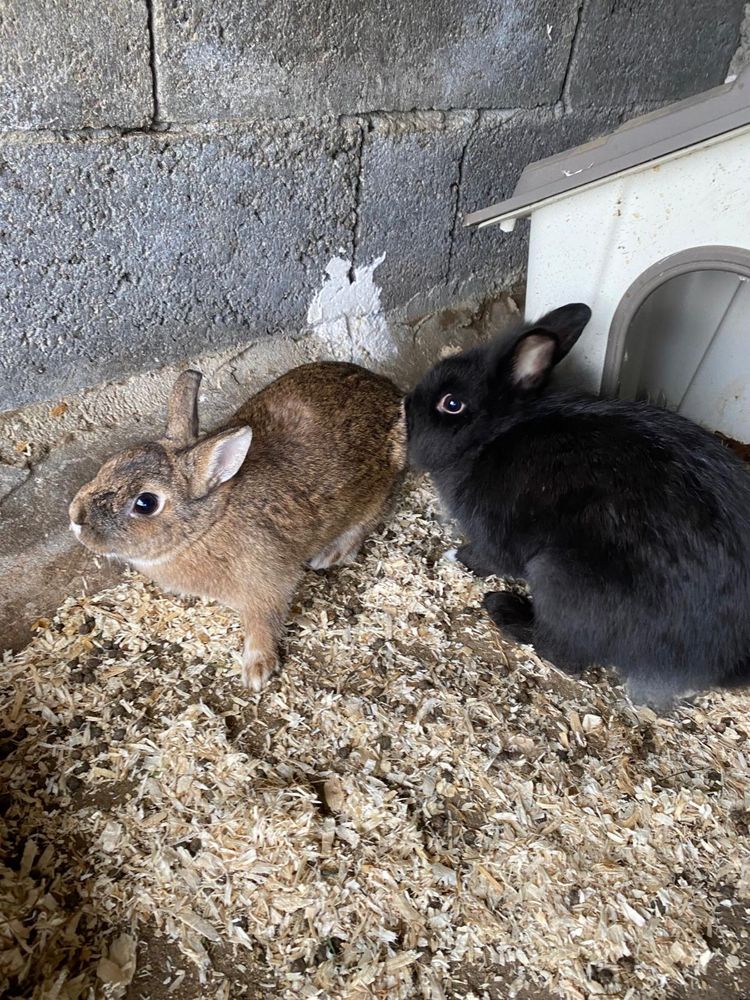 3 coelhinas muito fofas procuram um novo lar!