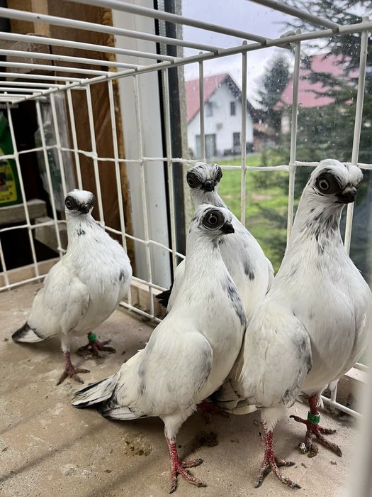 Gołębie ozdobne szeki samce samice rok 2025