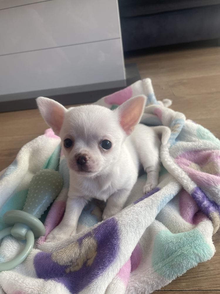 Szczeniak chihuahua