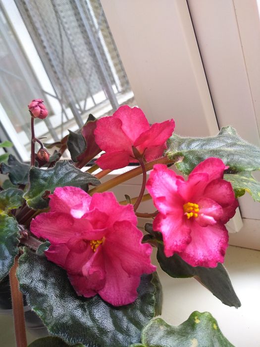 листики, детки фиалки яркая леди