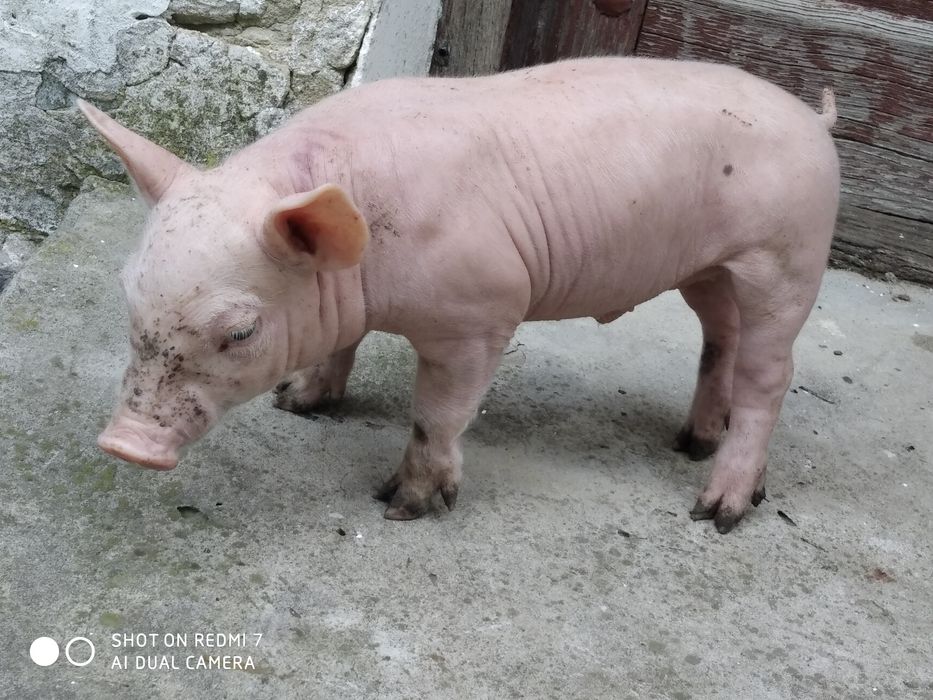 Продам поросята  породасті