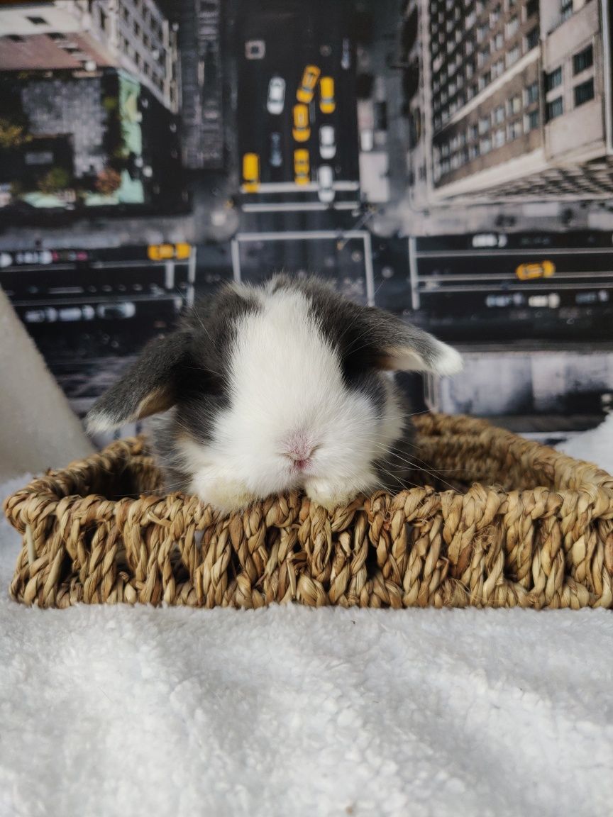 Królik, Króliczki Mini Lop. Maluszki do rezerwacji.