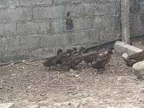 Patos reais - casal