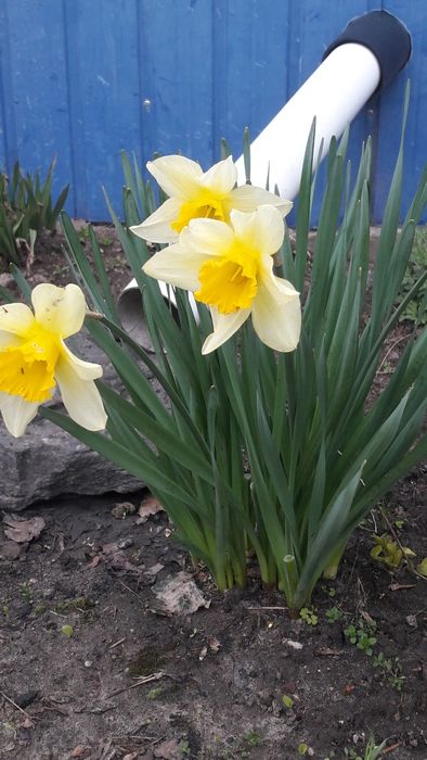 Квітка    нарцисс