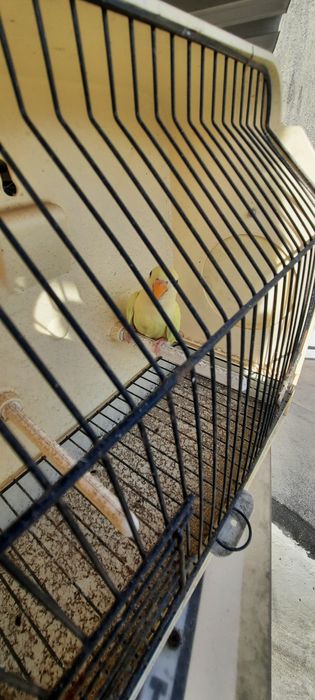 Agarponis Roseicollis