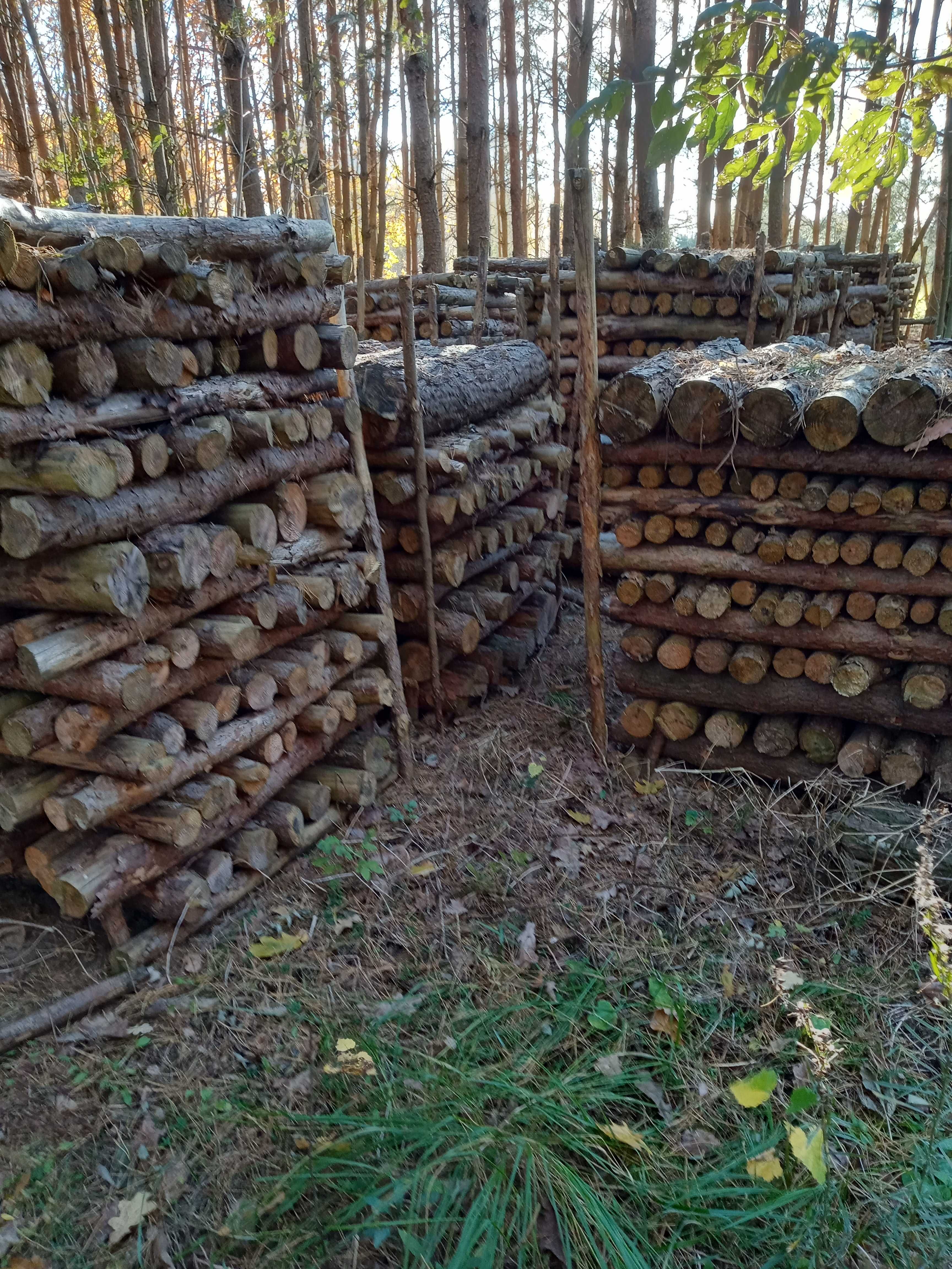 drewno sosnowe sezonowane
