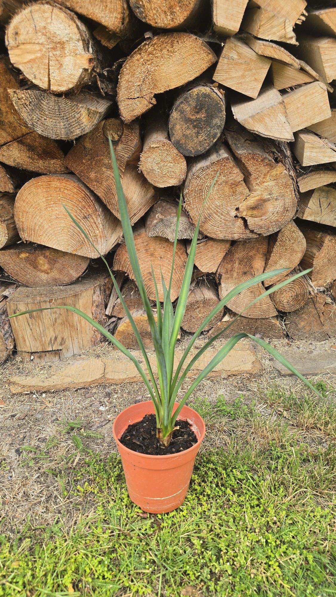 Juka yucca gloriosa