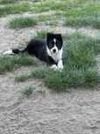 Szczenię piesek Border Collie