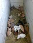 Vendo coelhos caseiros