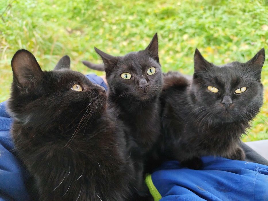 Віддамо котів у добрі руки