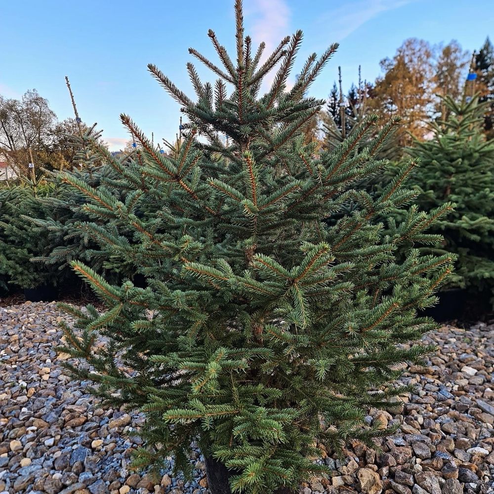Świerk srebrny PLANTACJA choinki hutr detal