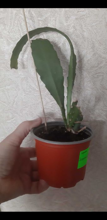 Лилия белая  . Кактус. Эпифиллум..Нарцисс.