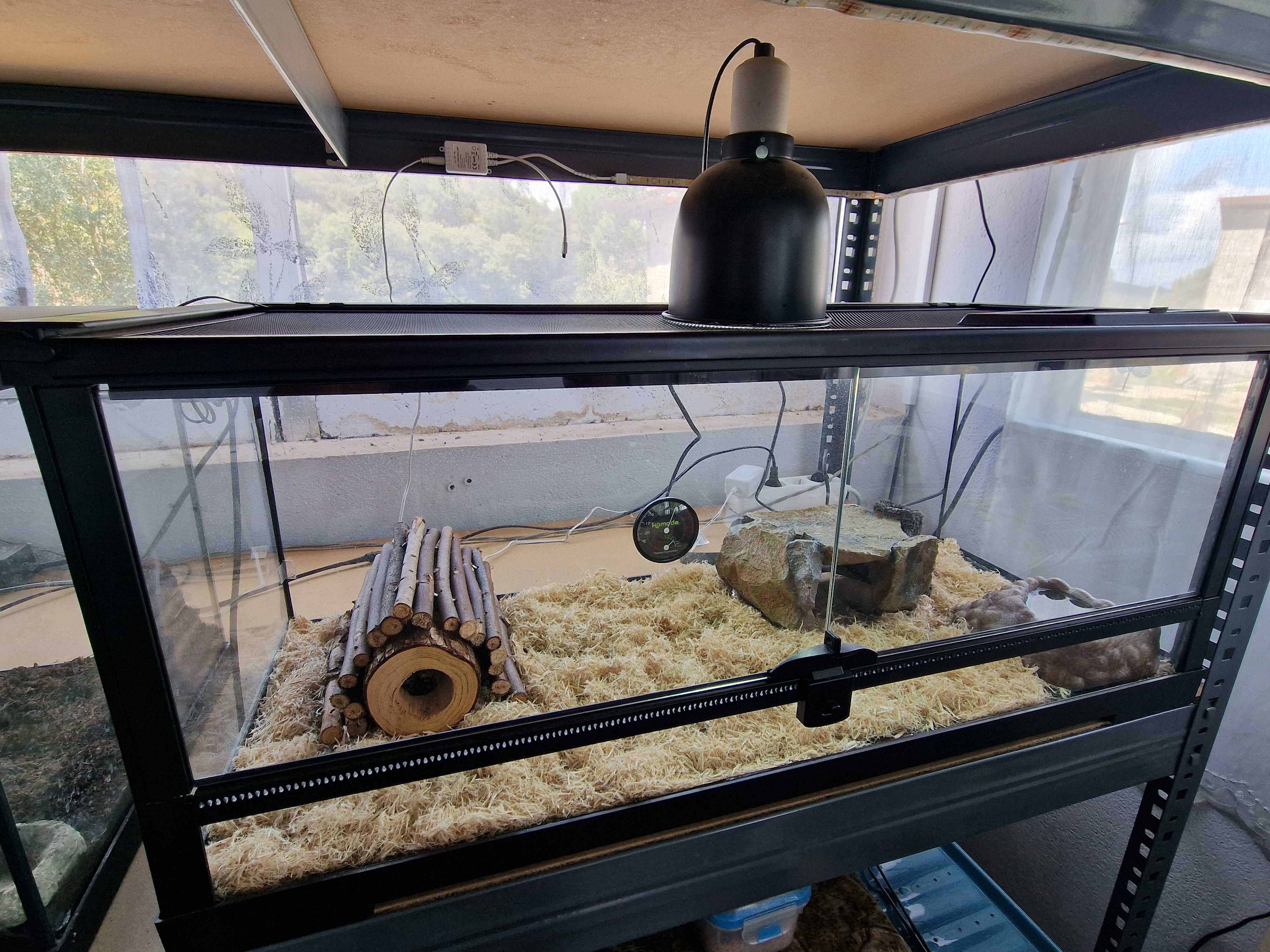 Disponível hognose