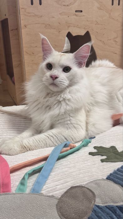 Kocurek Maine coon  opcaj Hodowlana FPL