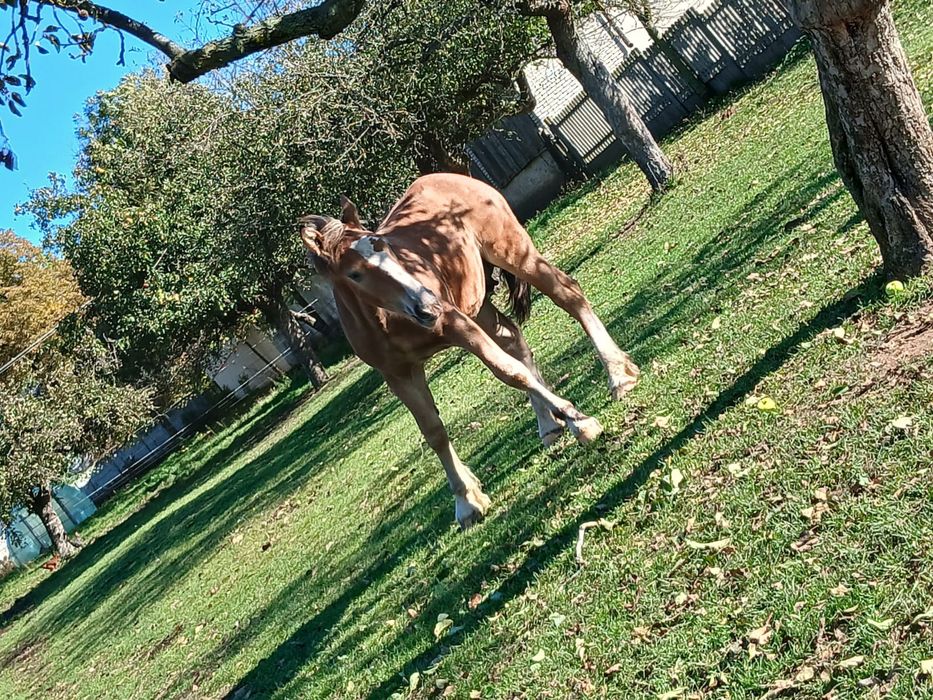 Ogierek zimnokrwisty