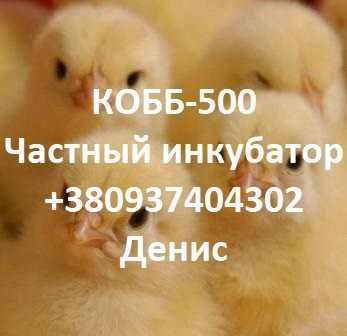 Цыплята бройлера КОББ-500