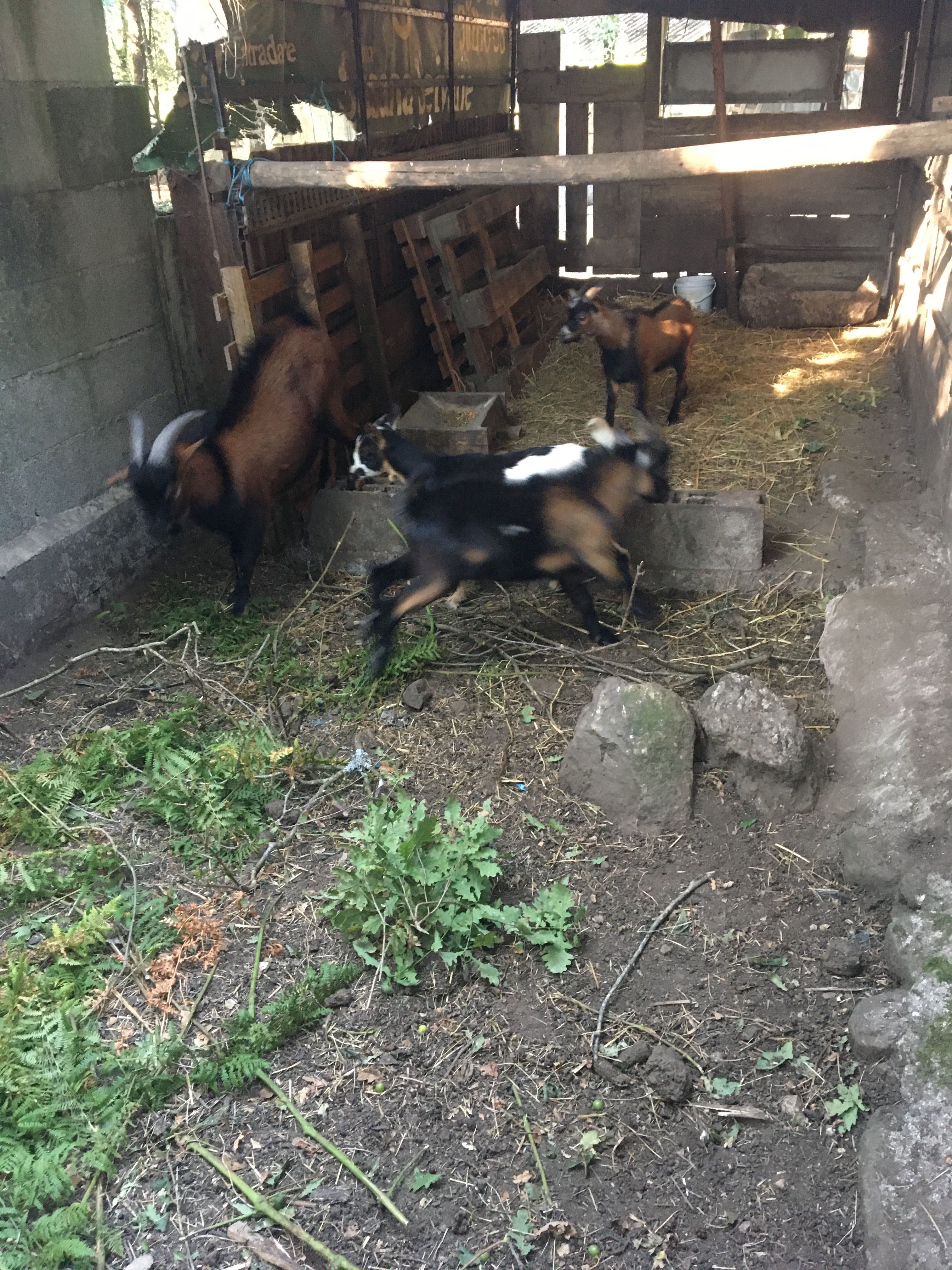 Cabras anãs muito lindas