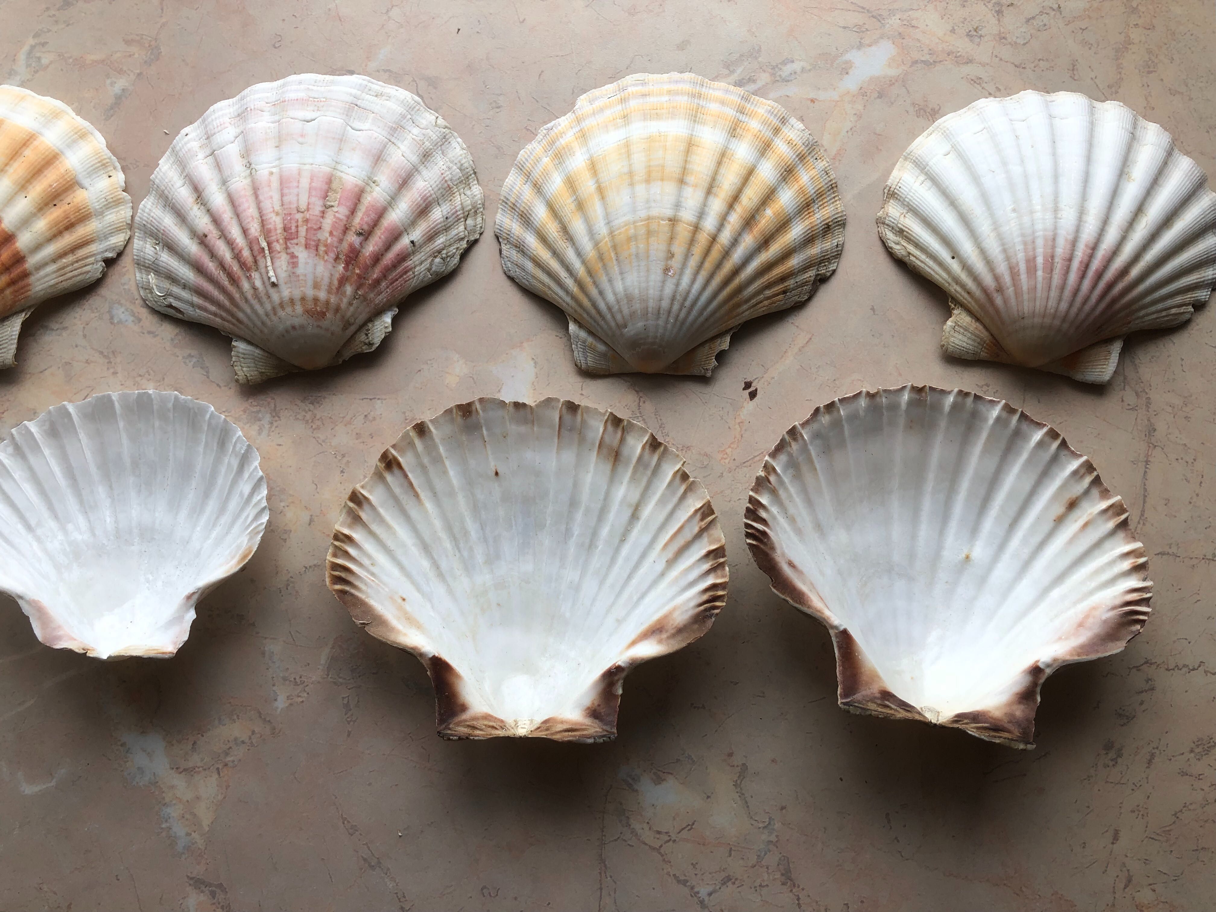 Muszle św. Jakuba Scallops Przegrzebki
