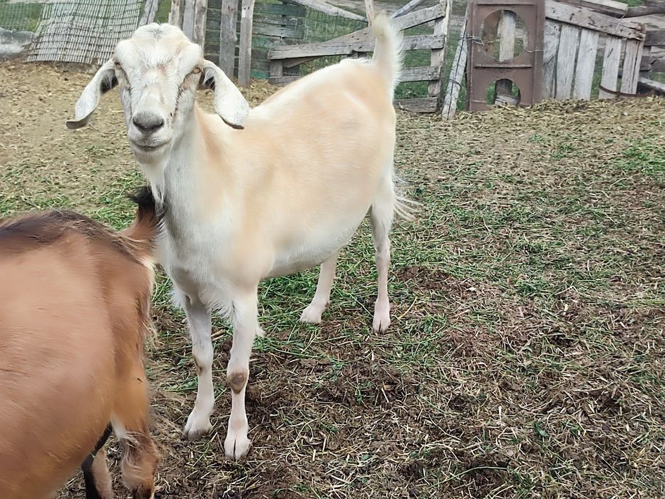 Продається стадо англонубійських кіз .