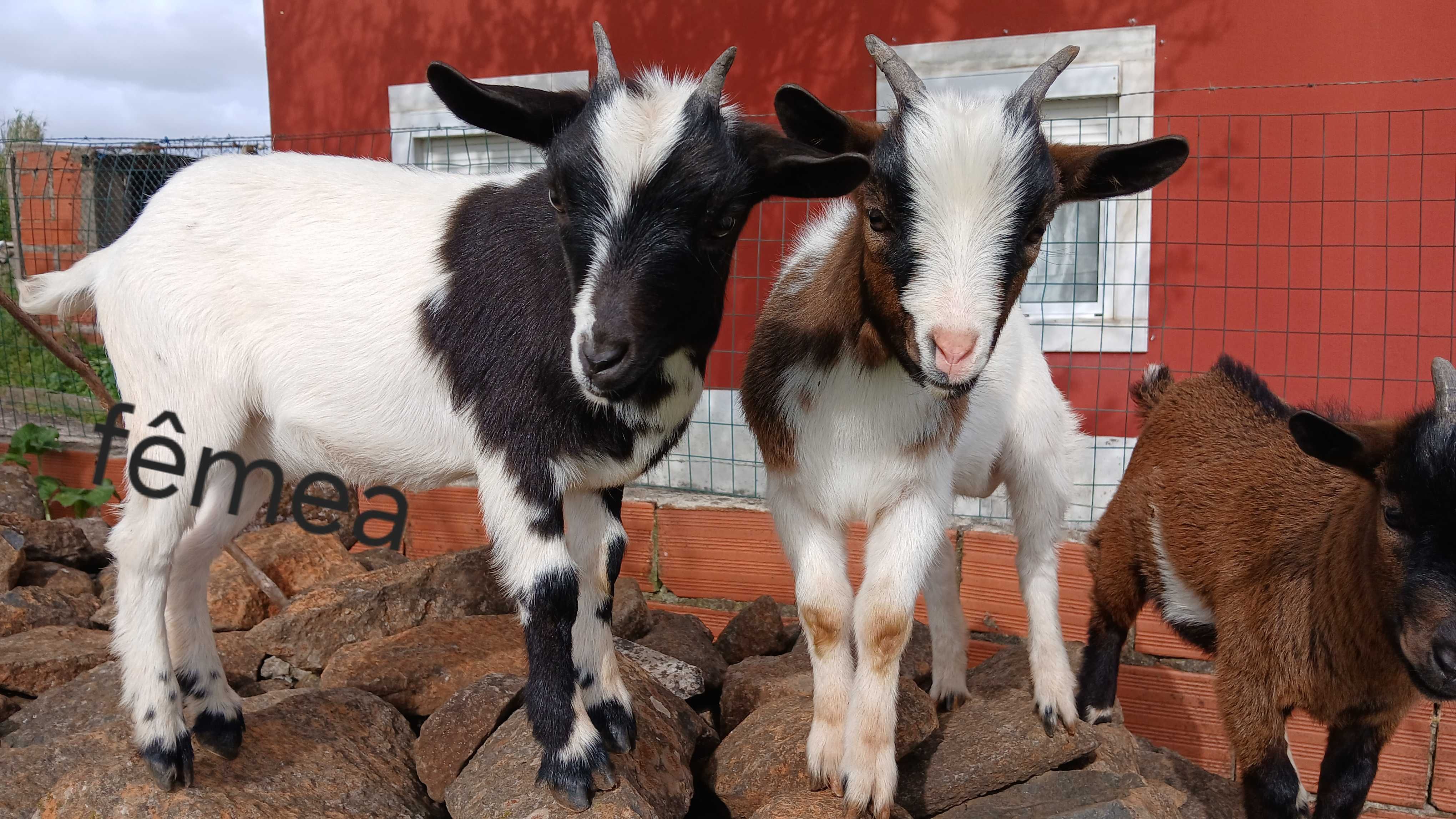 Cabras bebés anãs