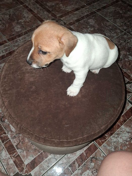 Продаются щенки джек рассел терьеры