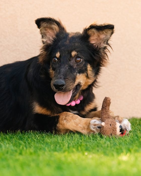 Щенок бесплатно в добрые руки