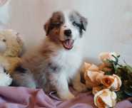 Border collie piesek blue merle